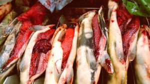 Камчатские милиционеры изъяли почти 700 кг нелегальной красной рыбы. Фото: РИА Новости