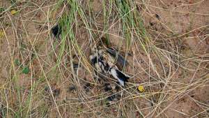 &quot;Дождь&quot; из мертвых птиц прошел на западе Австралии. Фото: РИА Новости