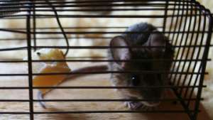 Мыши-самцы привлекают самок с помощью ультразвука - ученые. Фото: РИА Новости
