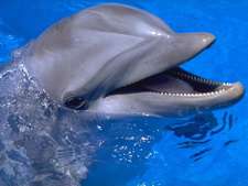 Дельфины-афалины. Фото: http://dederkoy.com