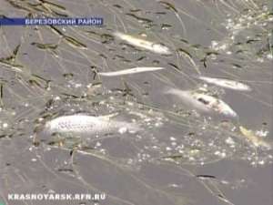 В реке Тёплой массово гибнет рыба. Фото: Вести.Ru
