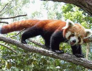 Красная панда. Фото: http://www.moshiach.ru/