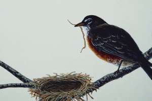 Птица вьет гнездо. Фото: http://pix.com.ua