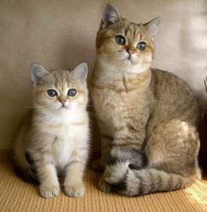Кошки. Фото: http://www.peppercats.ru