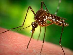 Правительство Швеции ведёт борьбу с нашествием комаров. Фото: Вести.Ru