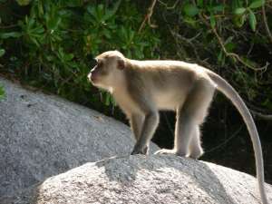 Дикие обезьяны. Фото: http://world.lib.ru