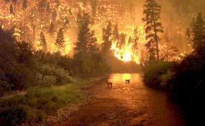 Лесной пожар. Фото: http://dic.academic.ru/