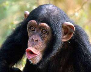 Шимпанзе. Фото: http://science.compulenta.ru/
