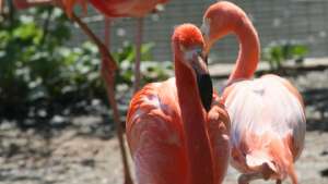 Орнитологи впервые зарегистрировали в Чувашии розовых фламинго. Фото: РИА Новости