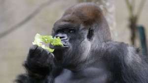 Лишившаяся детеныша горилла из германского зоопарка вновь стала мамой. Фото: РИА Новости