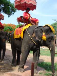 Слоны в Бангкоке. Фото: http://www.redman.ru