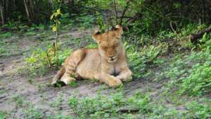 Львы в Кении могут исчезнуть через 20 лет. Фото: РИА Новости