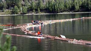 Установка боновых заграждений на реке Енисей для улавливания масляного пятна. Фото: РИА Новости