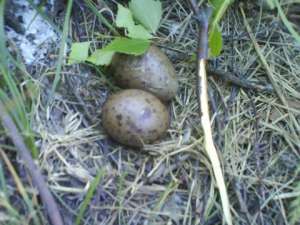 Яйца в гнезде. Фото: http://darkdiary.ru
