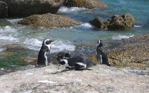 Южноафриканские пингвины. Фото: http://www.vokrugsveta.ru