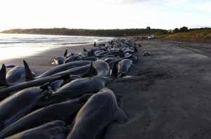 Мертвые дельфины. Архив: http://www.infozoom.ru