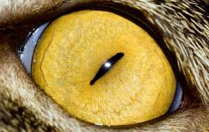 Кошачий глаз при увеличении. Фото: priroda.su