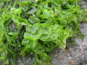 Зеленые водоросли. Фото: http://dic.academic.ru