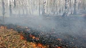 Крупный лесной пожар бушует в Югре. Фото: РИА Новости