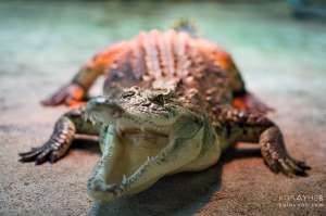 Крокодил. Фото: http://koldunov.com