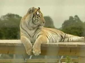 Бенгальский тигр &quot;подмочил&quot; репутацию своих бесстрашных собратьев. Фото: РИА Новости