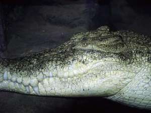 В Петербург привезут самку нильского крокодила, которая в Рижском зоопарке охотилась на людей. Архив NEWSru.com