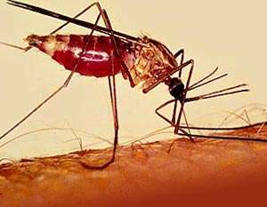 Малярийный комар. Фото: http://gazeta.ru
