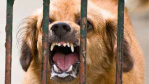 В Кабуле обитают около 100 тысяч бродячих собак, нападающих на людей. Фото: РИА Новости