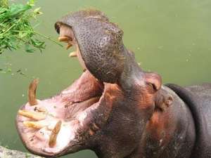 Бегемот разинул рот... Фото: http://hippopotamik.ru