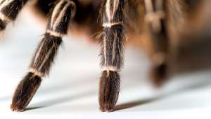 Ученые впервые обнаружили пауков-вегетарианцев. Фото: РИА Новости