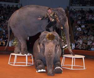 Цирковые слоны. Фото: http://blog.afisha.uz/