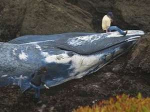 На калифорнийское побережье выбросило 20-метрового синего кита. Фото: РИА Новости