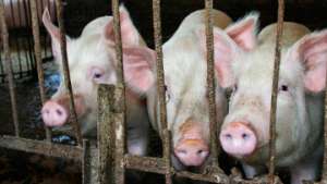 ООН крайне обеспокоена распространением чумы свиней в России. Фото: РИА Новости