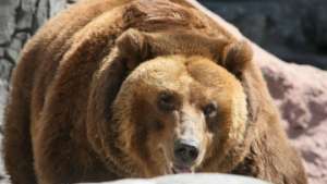 Медведь Фима почти разобрал кладку вольера в зоопарке Калининграда. Фото: РИА Новости