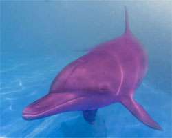 Розовый дельфин. Фото: http://www.terso1.ru