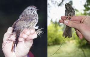 Для определения точных координат птиц в парке исследователи применили крохотные радиопередатчики. На снимках видны антенны (фотографии Christopher Templeton).