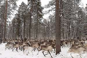 В Лапландии подписан лесной мирный договор. Фото: Greenpeace
