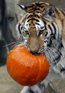 Тигр в зоопарке в США. Фото: РИА Новости