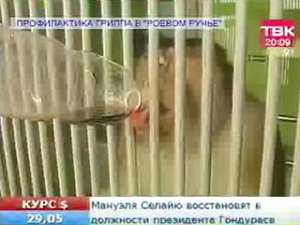 Иммунитет красноярских приматов в зоопарке повышают с помощью кагора. Фото: http://sibnovosti.ru
