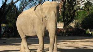 Невнимательность водителя в США стоила бивня сбежавшему из цирка слону Фото: РИА Новости