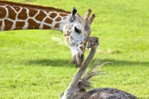 Жираф влюбился в страусиху. Фото: http://bigpicture.ru/
