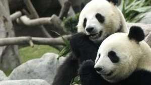 Выживаемость детенышей больших панд в 2008-2009 годах превысила 90%. Фото: РИА Новости
