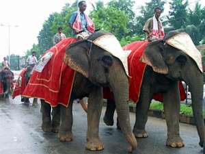 Слоны на улицах города. Фото: Фото ©AFP