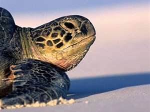 Черепаха. Фото: Фото ©AFP