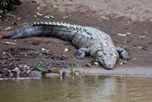 Крокодил. Фото: http://travel.ru