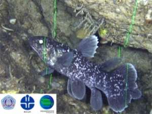 Индонезийские и японские биологи показали уникальные подводные кадры: им удалось снять живую доисторическую рыбу - коелакант. Судя по размерам, это не взрослая особь, а еще подросток. Фото: http://www.marine.fks.ed.jp