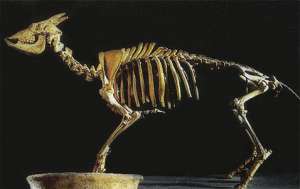 Скелет M. balearicus свидетельствует о том, что эти животные не могли бегать, прыгать и вообще двигаться быстро. По этой причине они стали лёгкой добычей для человека (фото Francisco Valverde/Wikipedia).