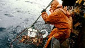 Сахалинские пограничники в среду выпустят в море около 20 тонн краба. Фото: РИА Новости