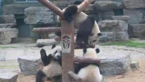 В Китае панд посадили на карантин из-за угрозы гриппа A/H1N1. Фото: РИА Новости