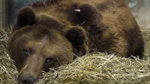 Ветеринары Берна борются за жизнь раненного полицейским медведя. Фото: РИА Новости